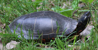 painted turtle